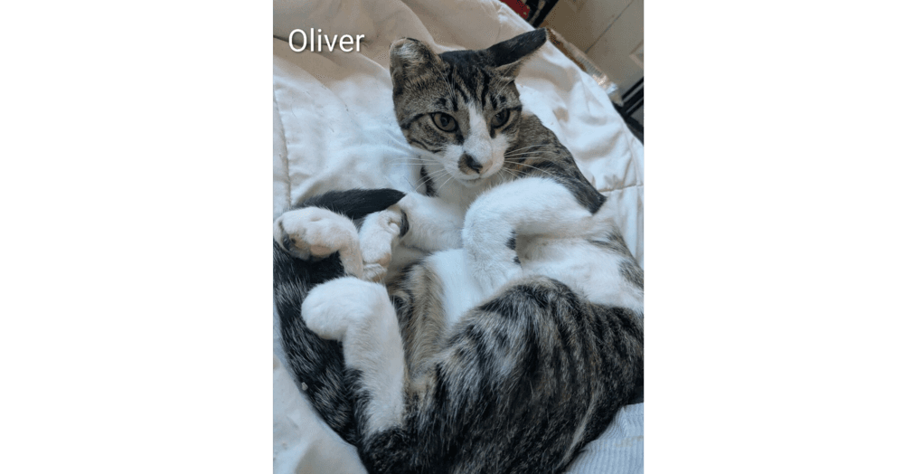 Oliver - Domestic Short Hair