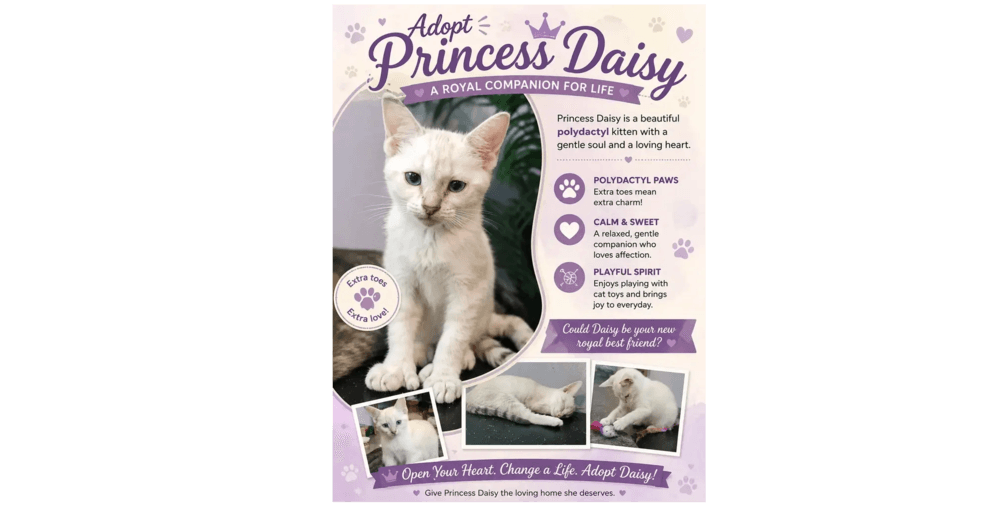 Princess Daisy - Siamese