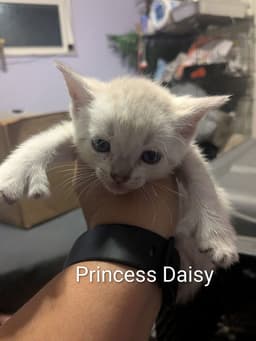 Princess Daisy image 2