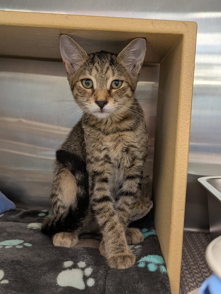 Little Bit - Domestic Short Hair