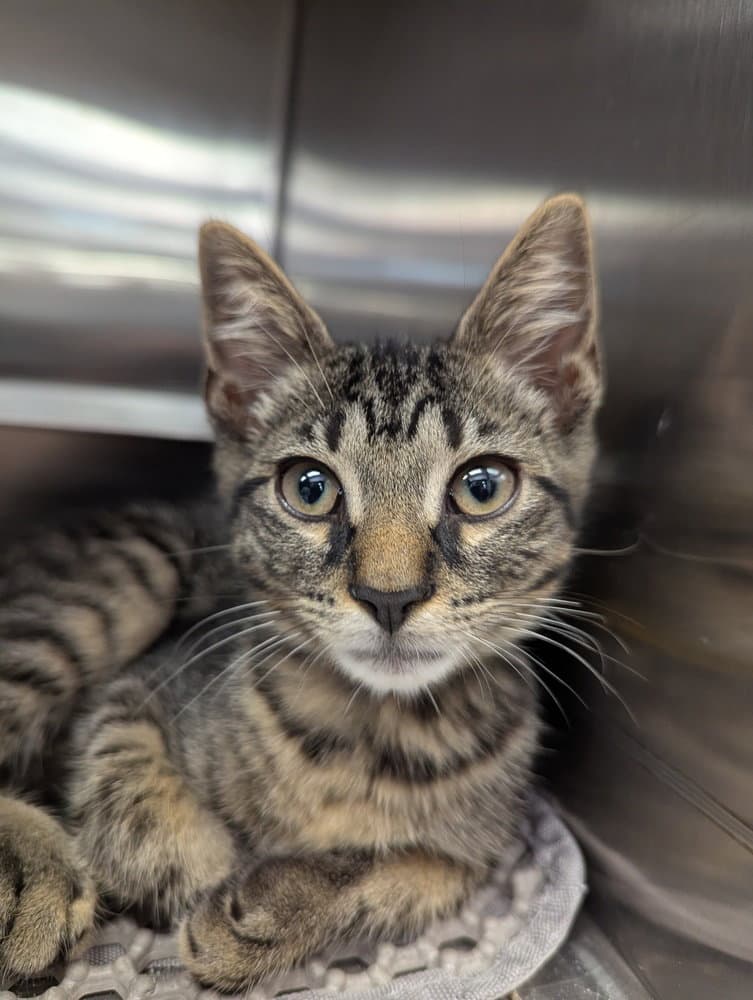 Flash - Domestic Short Hair