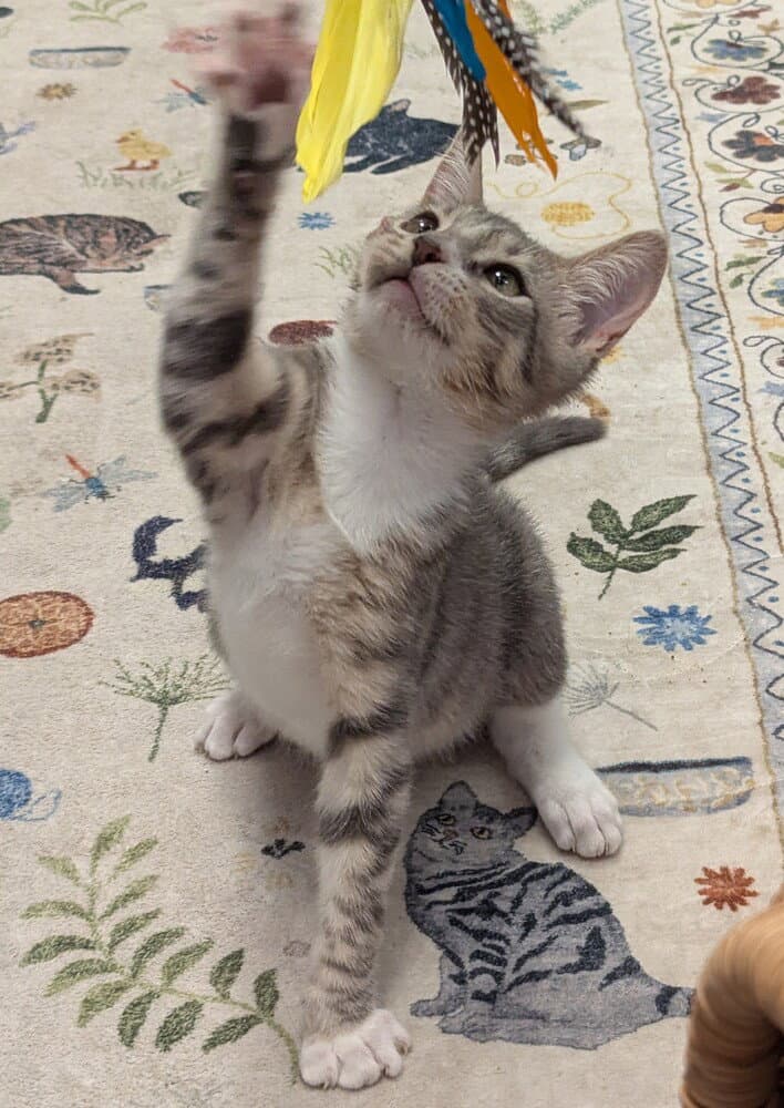 Oscar - Domestic Short Hair