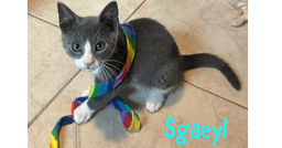 Sgaeyl image 1