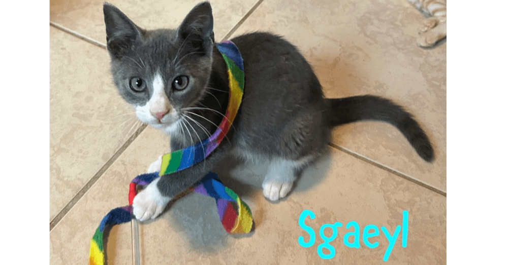 Sgaeyl - Domestic Short Hair