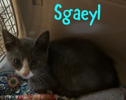 Sgaeyl image 4