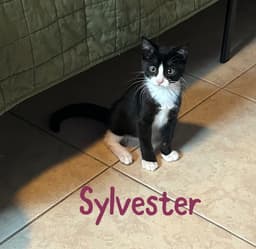 Sylvester image 1