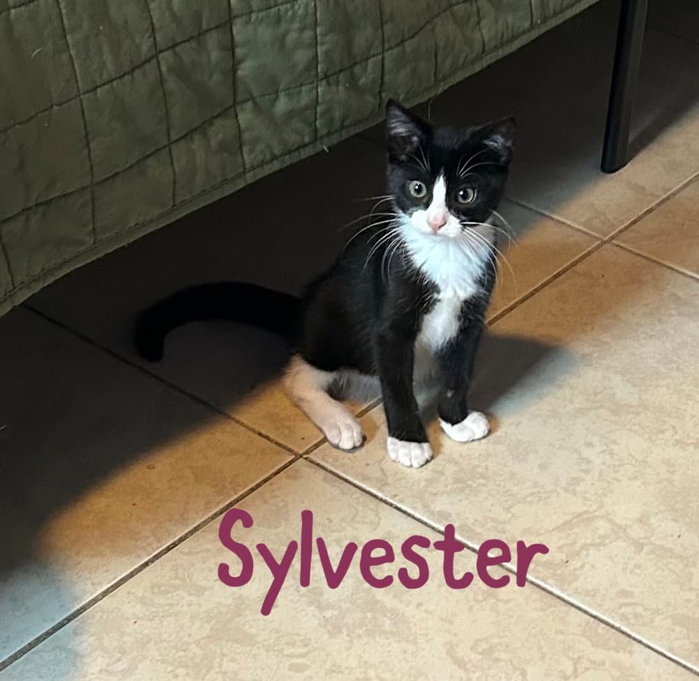 Sylvester - Domestic Short Hair