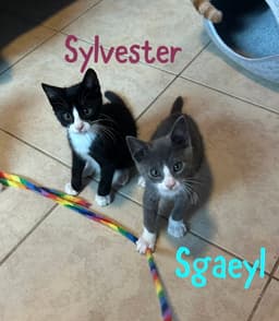 Sylvester image 2