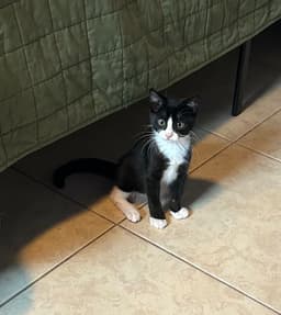 Sylvester image 3