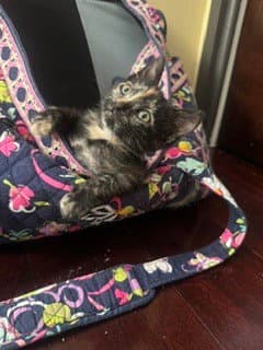 Everest - Domestic Short Hair