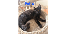 Felix image 1