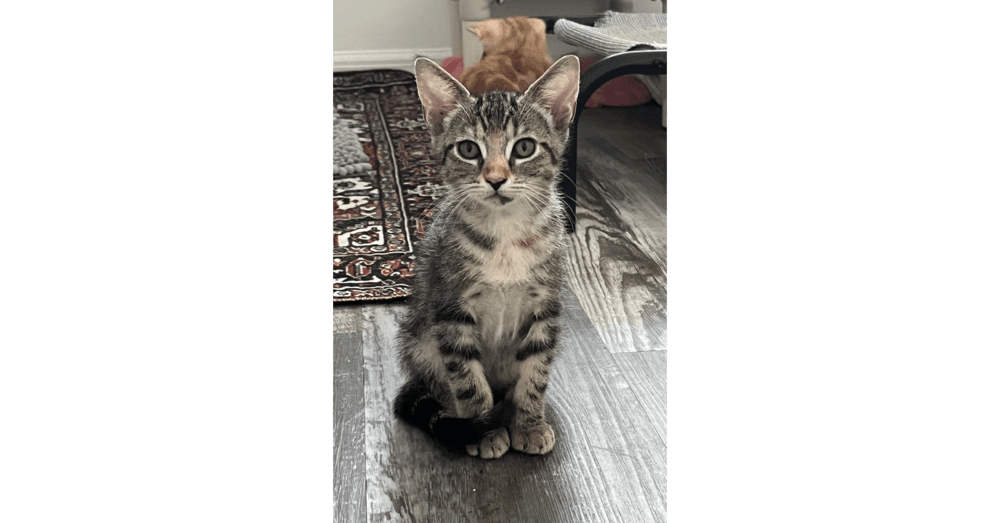 Roo - Domestic Short Hair