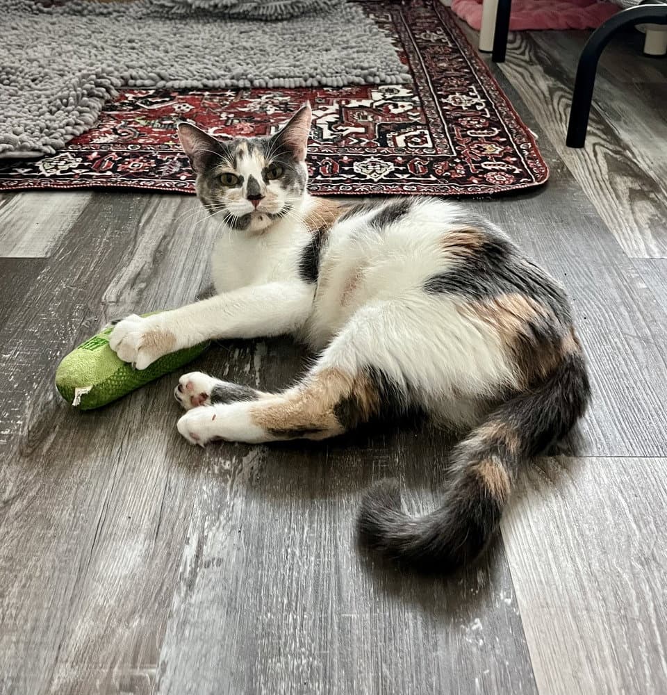Kanga - Domestic Short Hair