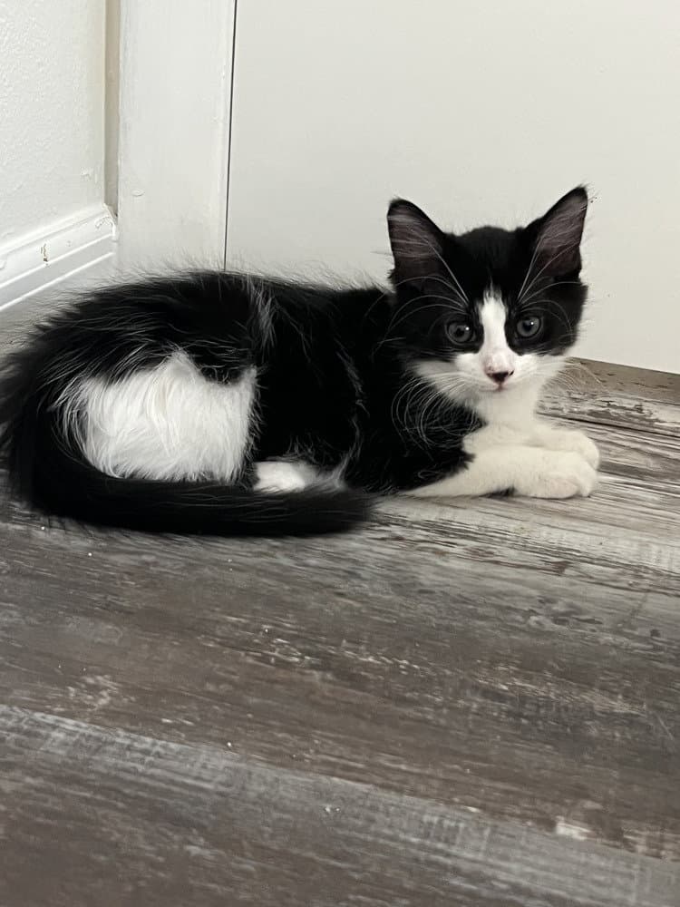 Piglet - Domestic Short Hair