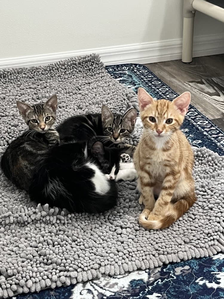 Pooh - Domestic Short Hair