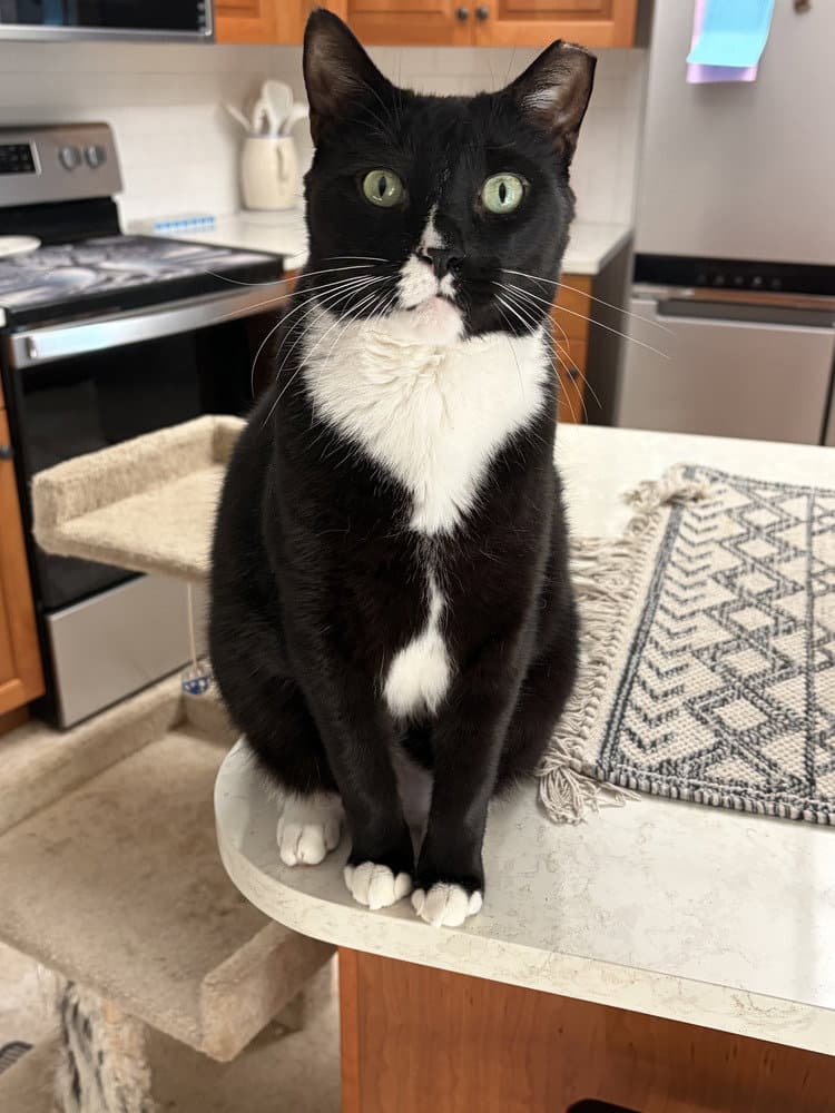 Stefan - Domestic Short Hair