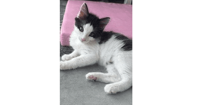 Trombone - Domestic Medium Hair