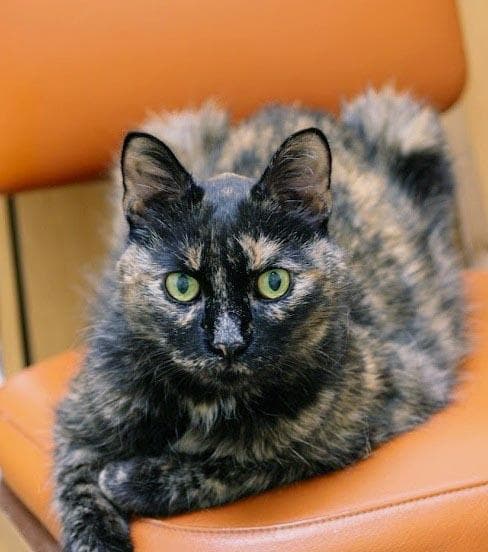 Pixie Dust See Profile For Location - Domestic Medium Hair