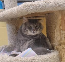 Greystripe Working Cat image 1