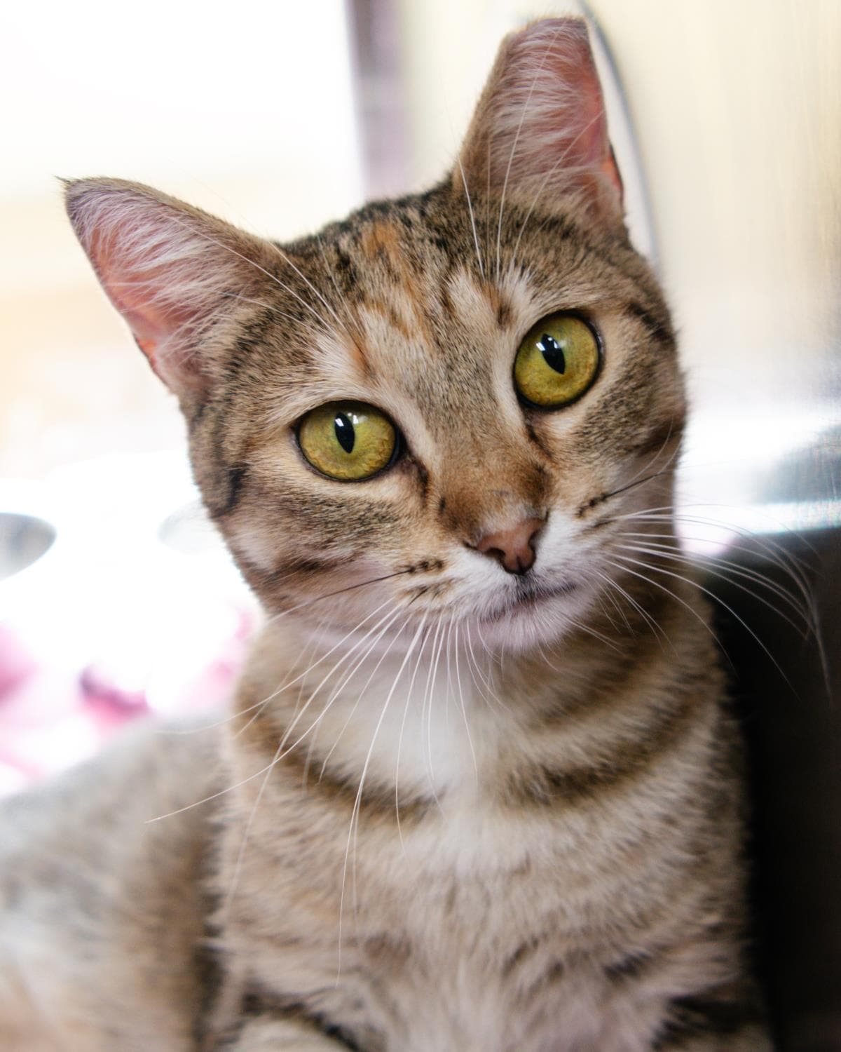 Foxheart - Domestic Short Hair