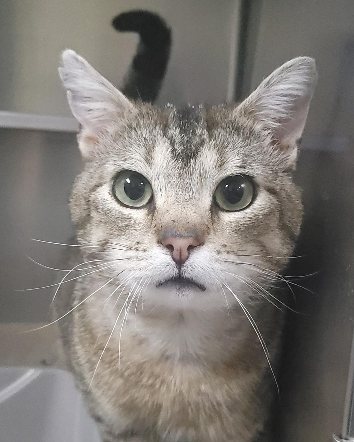 Tigerclaw - Domestic Short Hair