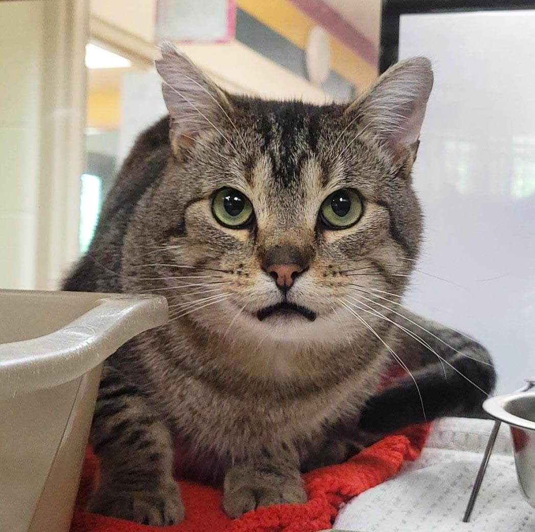 Tigerclaw - Domestic Short Hair