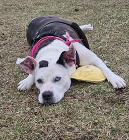 Nyla image 1