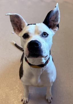 Nyla image 2