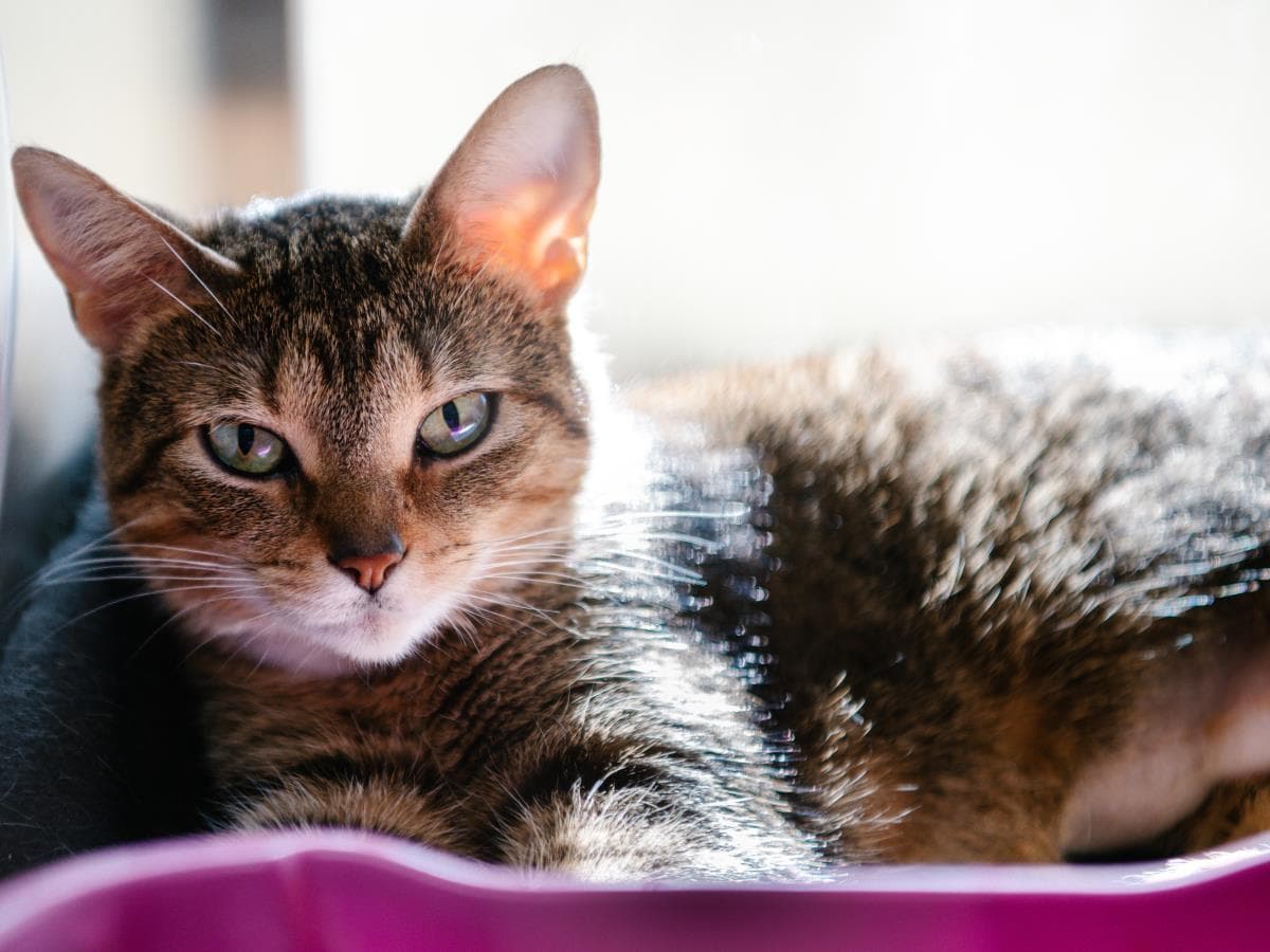 Cameo - Domestic Short Hair