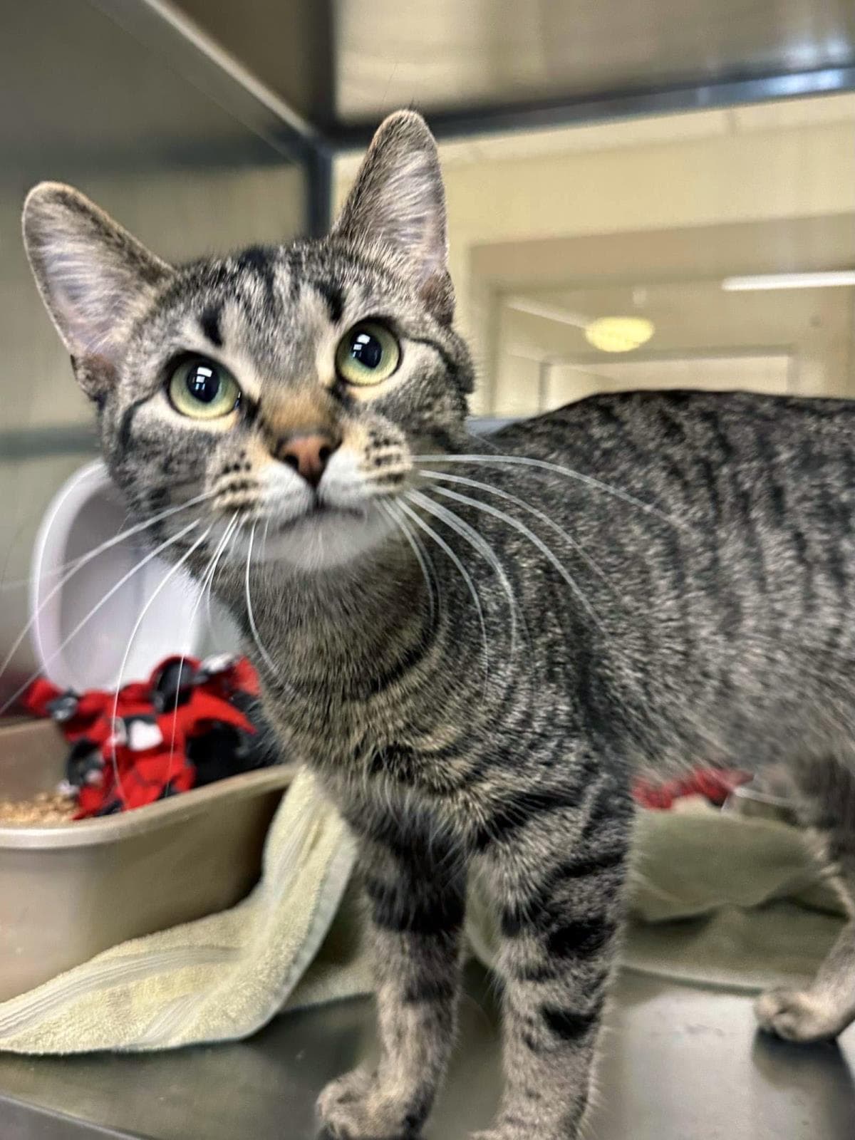 Samantha - Domestic Short Hair