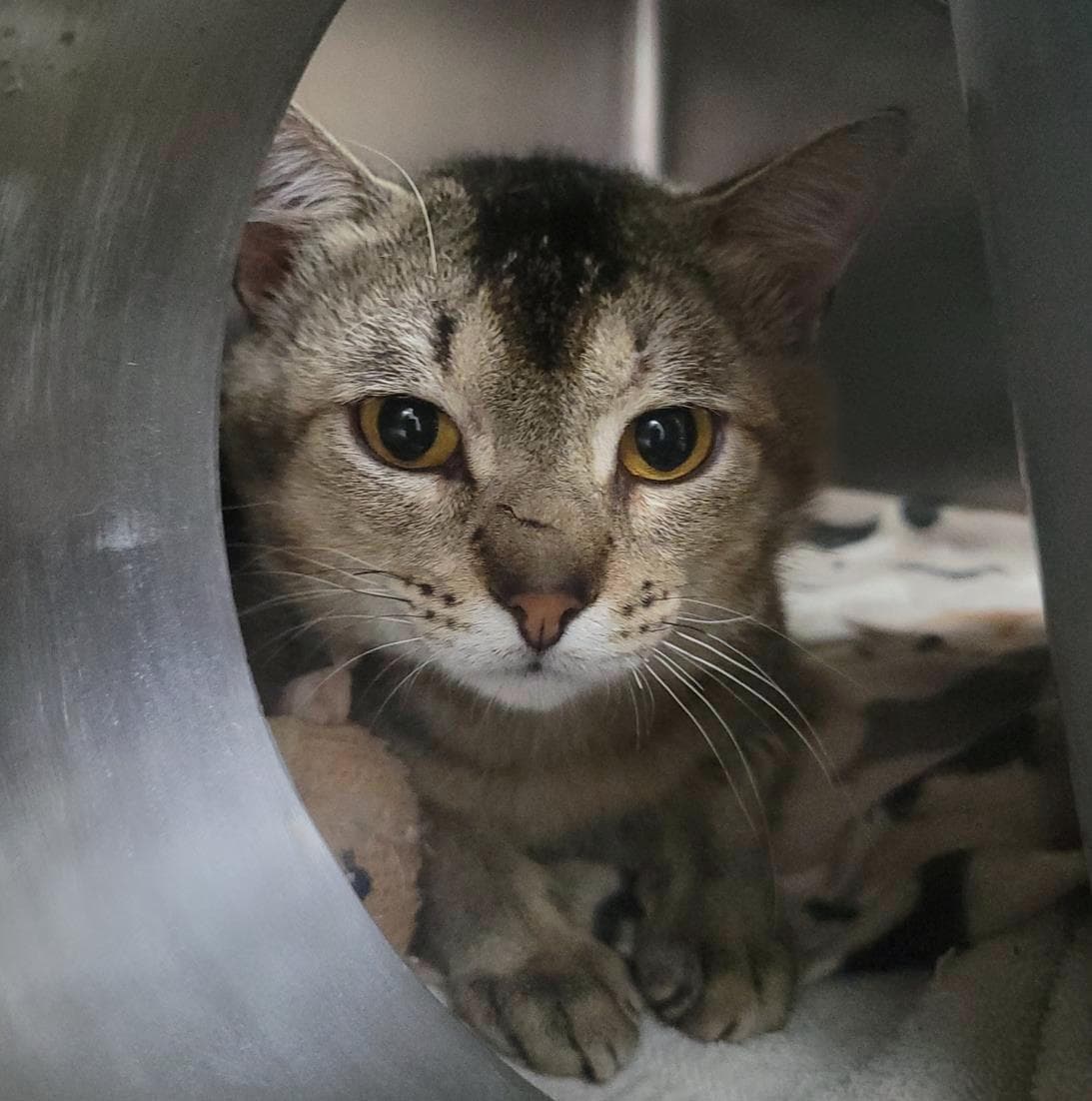 Caleb Hspc Tallstar - Domestic Short Hair