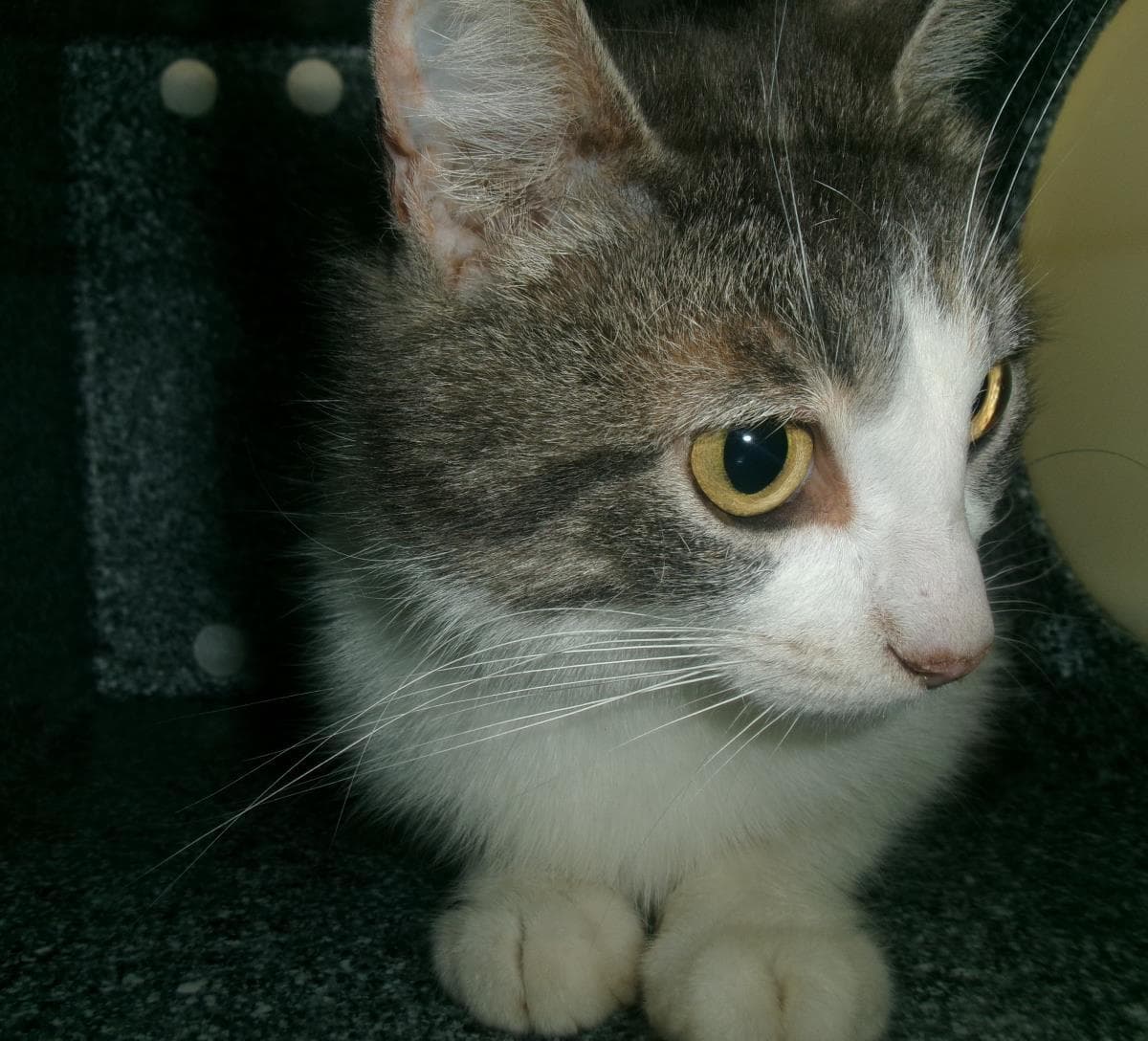 Askew Working Cat - Domestic Short Hair