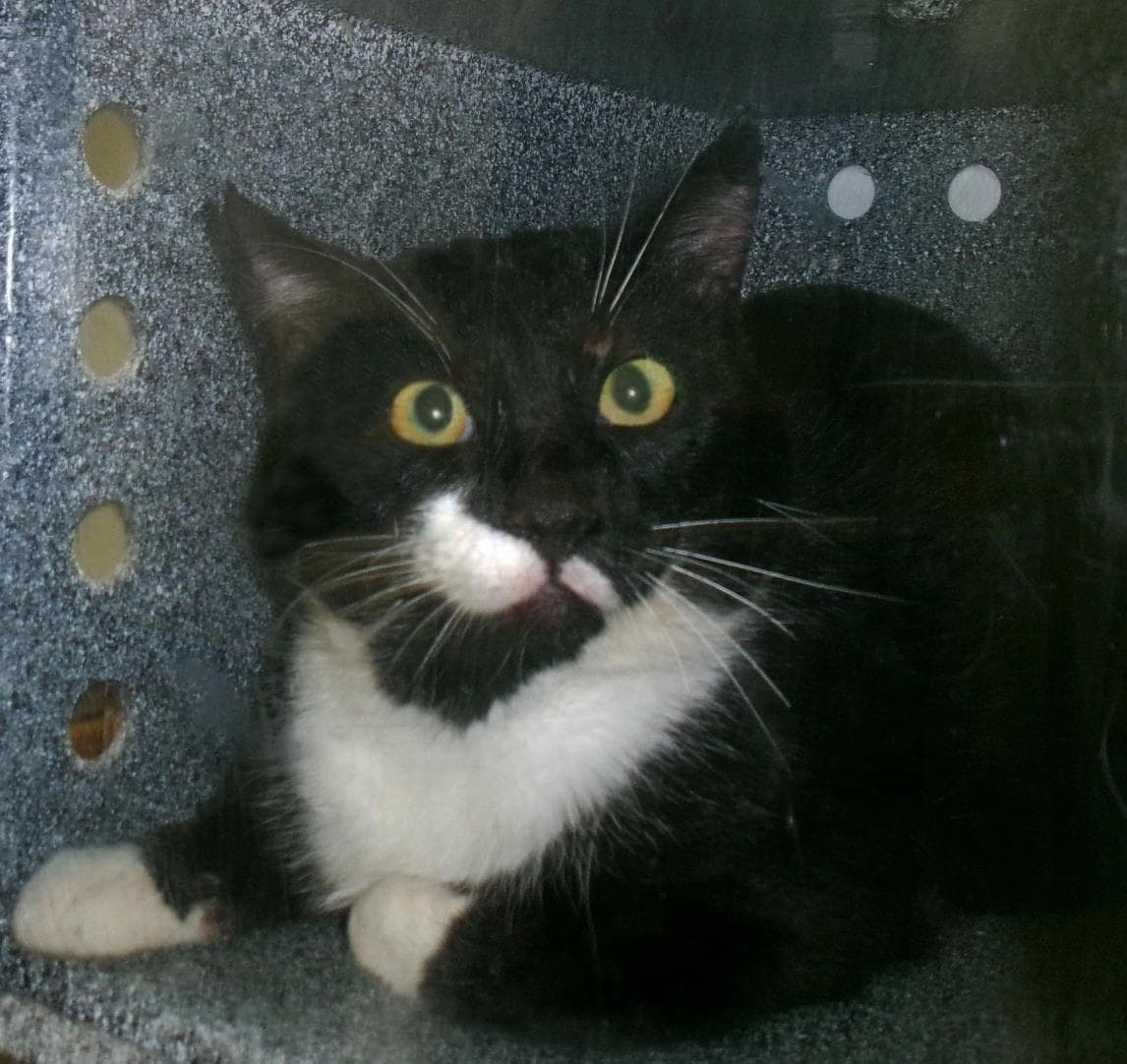 Lickety-Split Working Cat - Domestic Short Hair