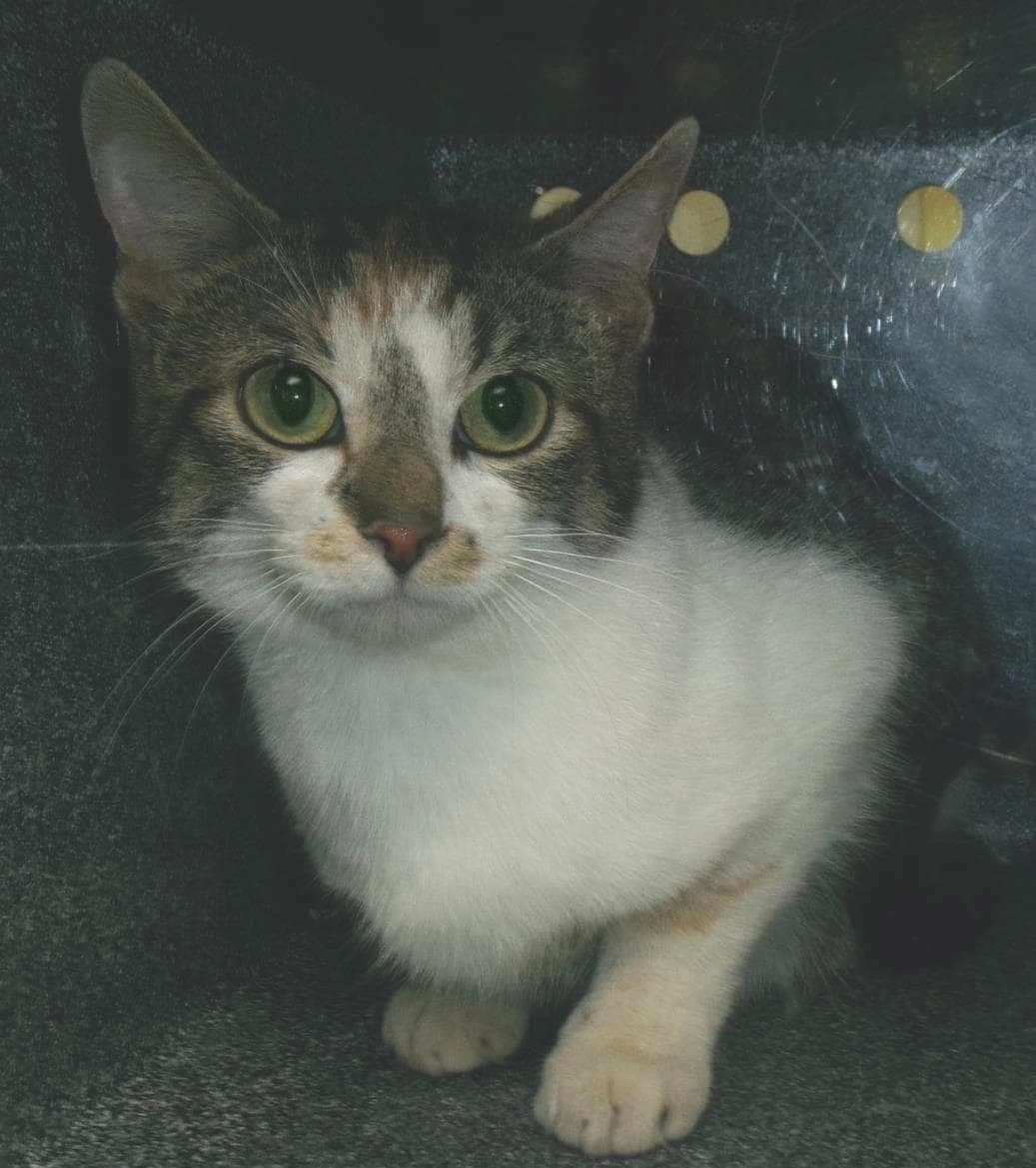 Candace Working Cat - Domestic Short Hair