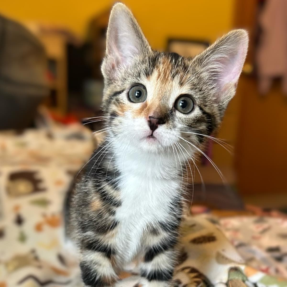 Plucky - Domestic Short Hair