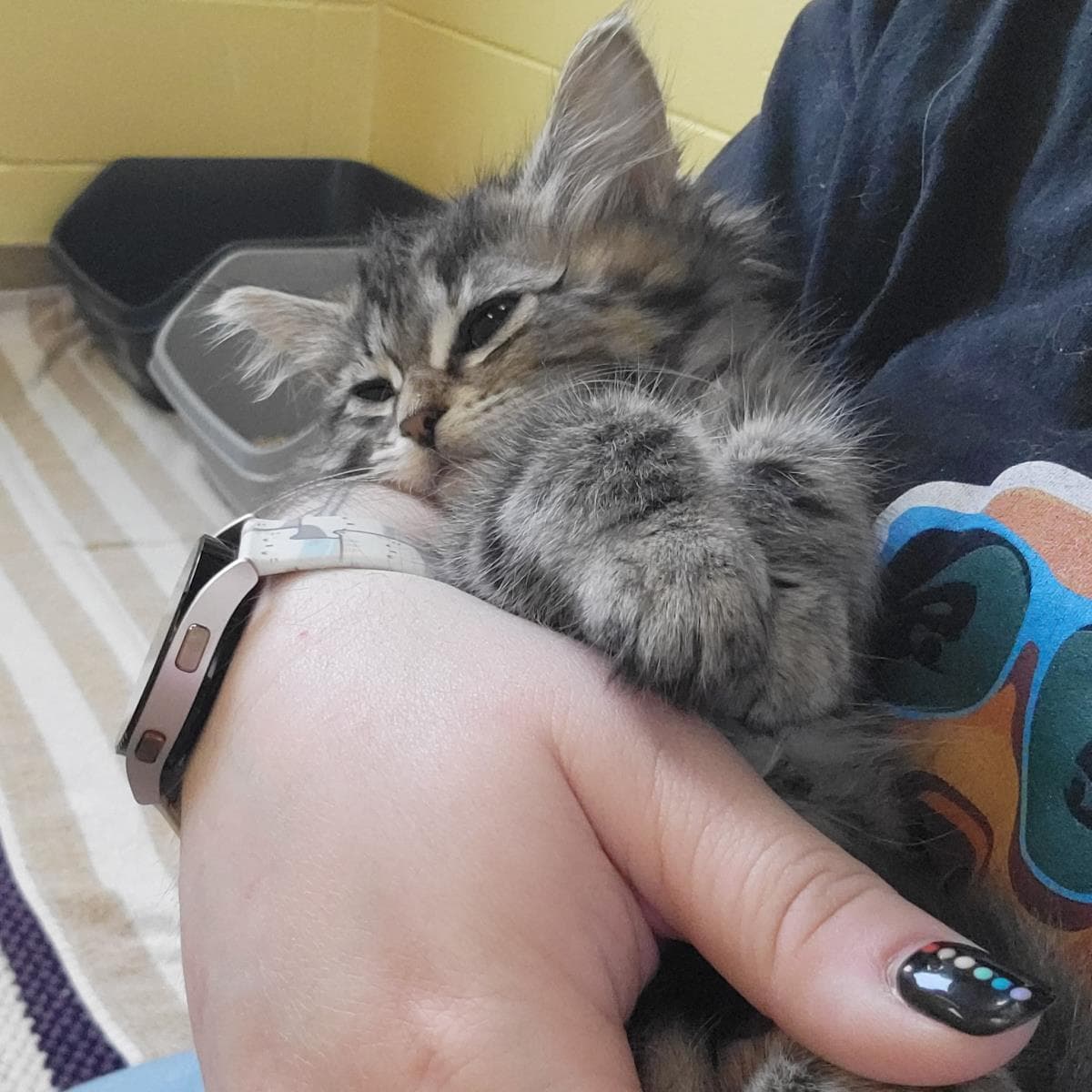 Soft Pretzel - Domestic Long Hair
