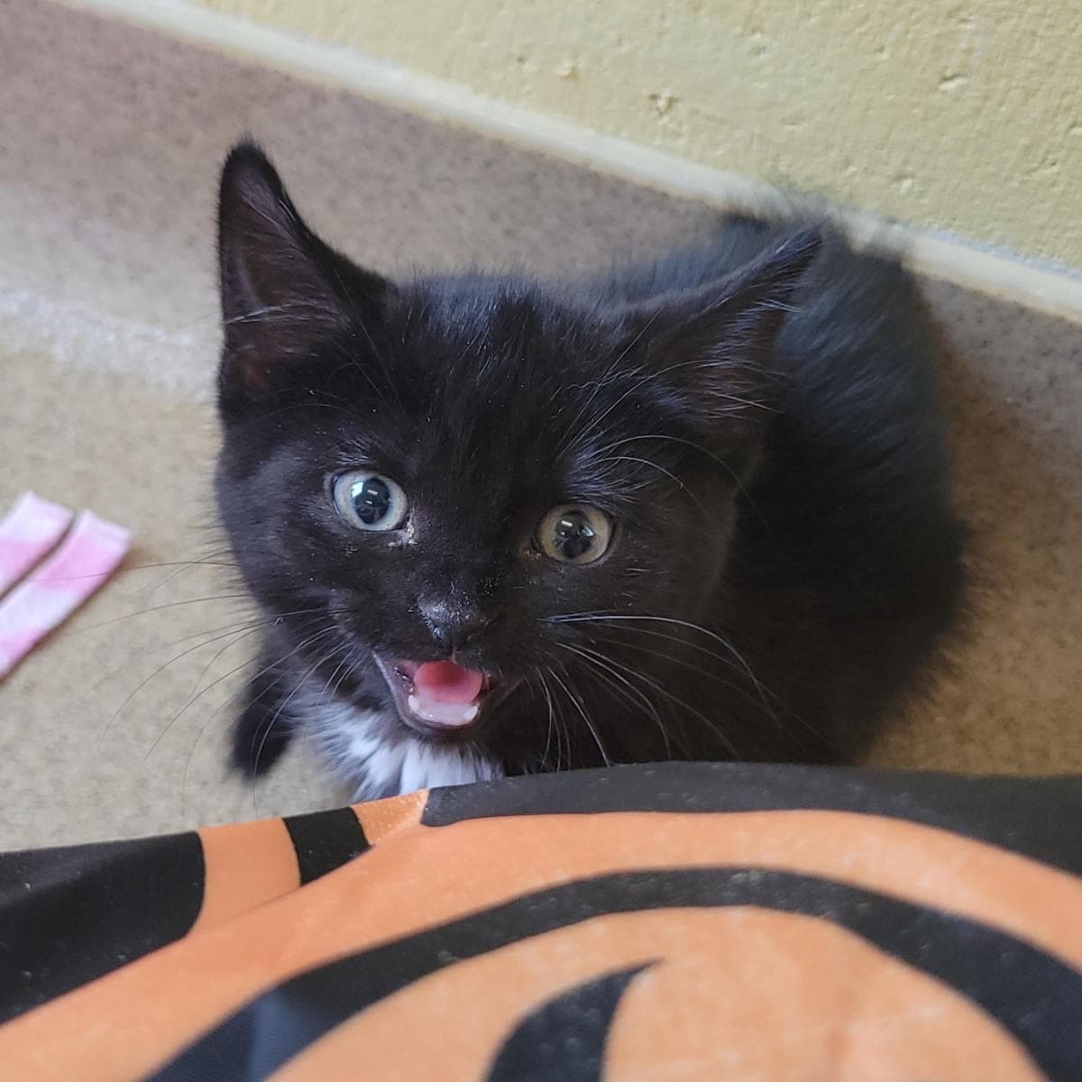 Little Bear - Domestic Short Hair