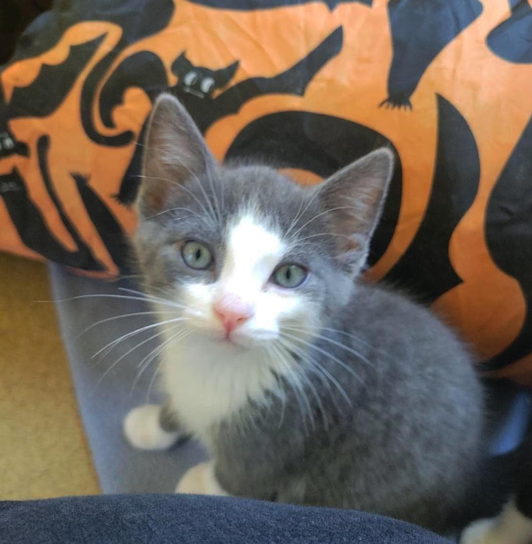 Lazlo - Domestic Short Hair