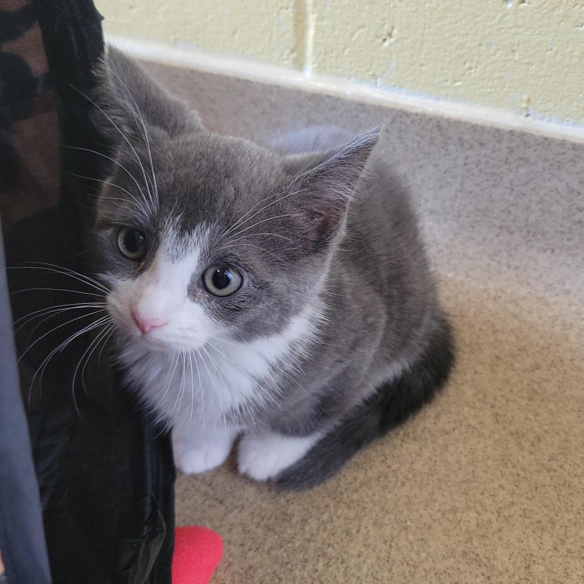 Kipper - Domestic Short Hair