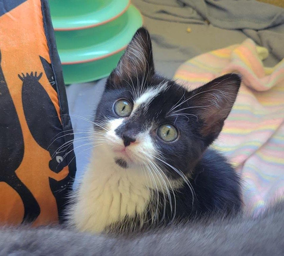 Corduroy - Domestic Short Hair