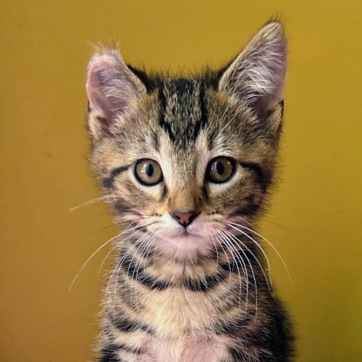 Anita - Domestic Short Hair
