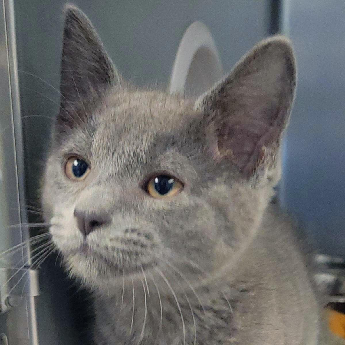 Mistystar - Domestic Short Hair