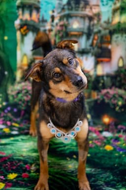 Chloe image 1