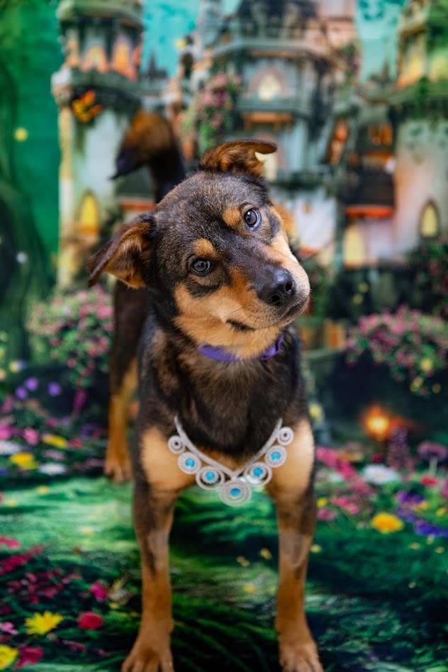 Chloe - Australian Shepherd