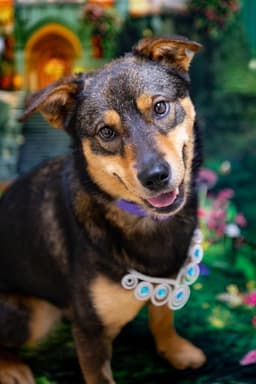 Chloe image 3