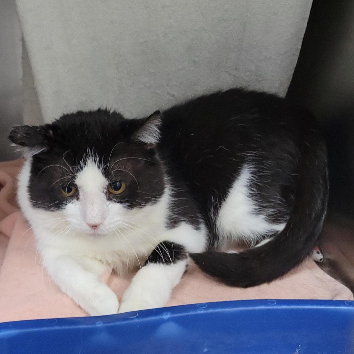 Major Melon - Domestic Short Hair
