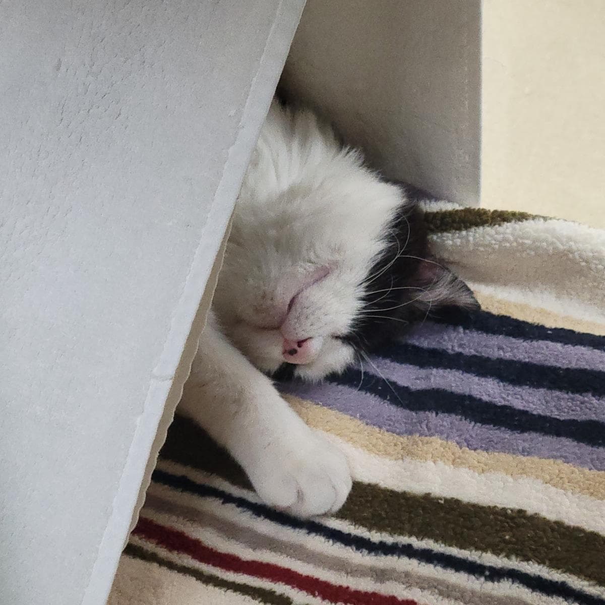 Major Melon - Domestic Short Hair