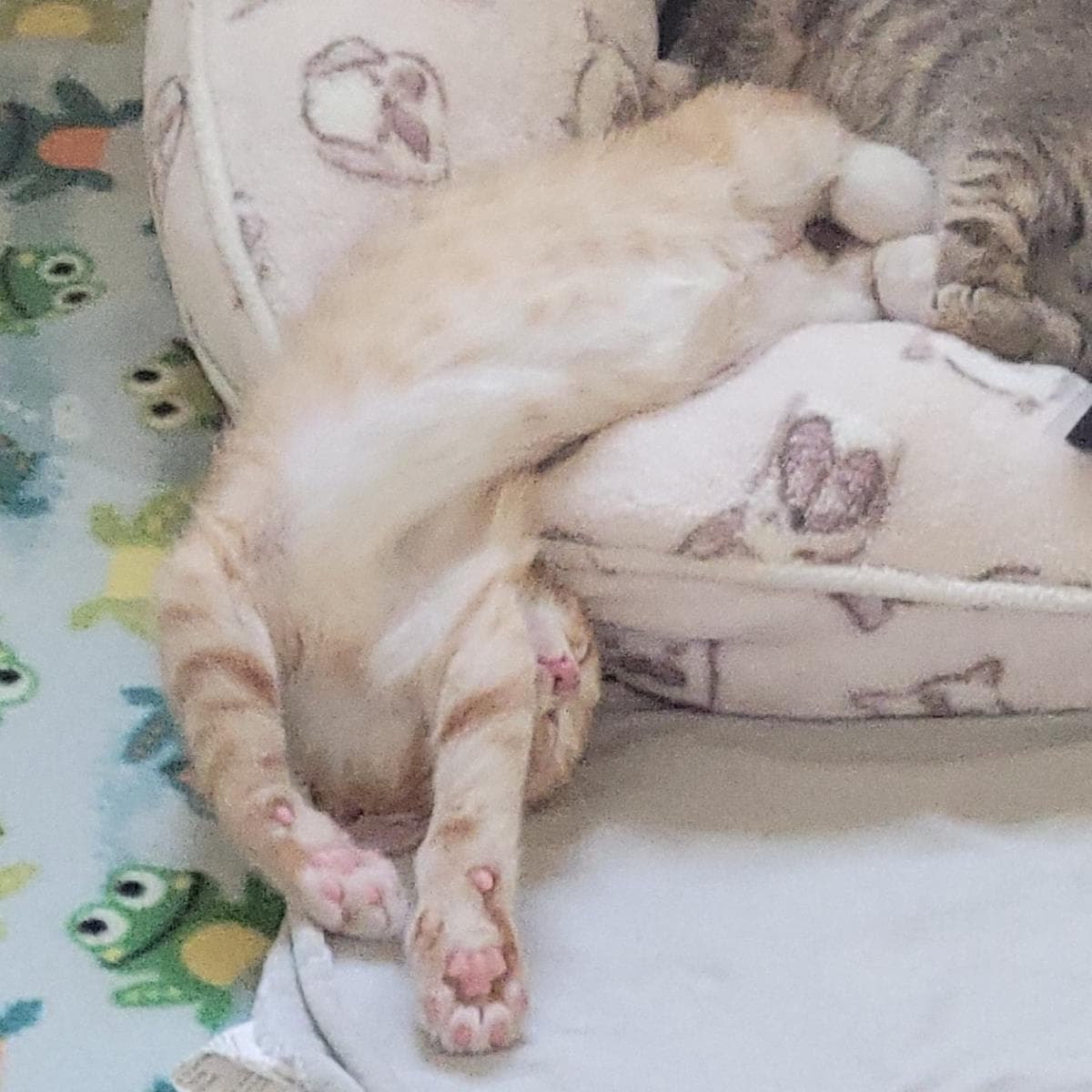 Corn Dog - Domestic Short Hair