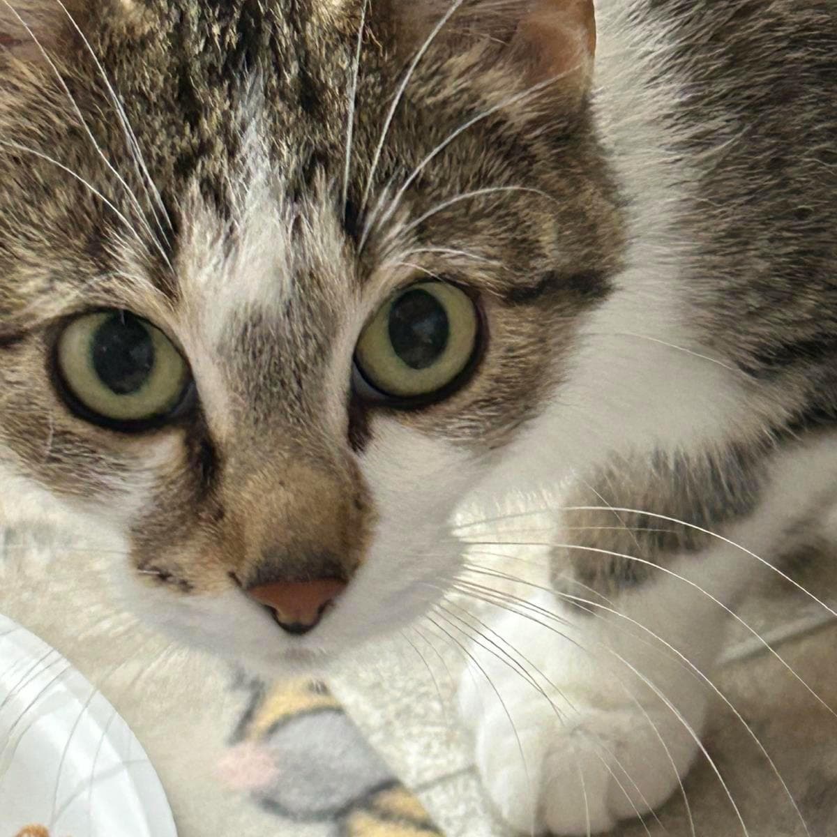 Chicken Noodle - Domestic Short Hair