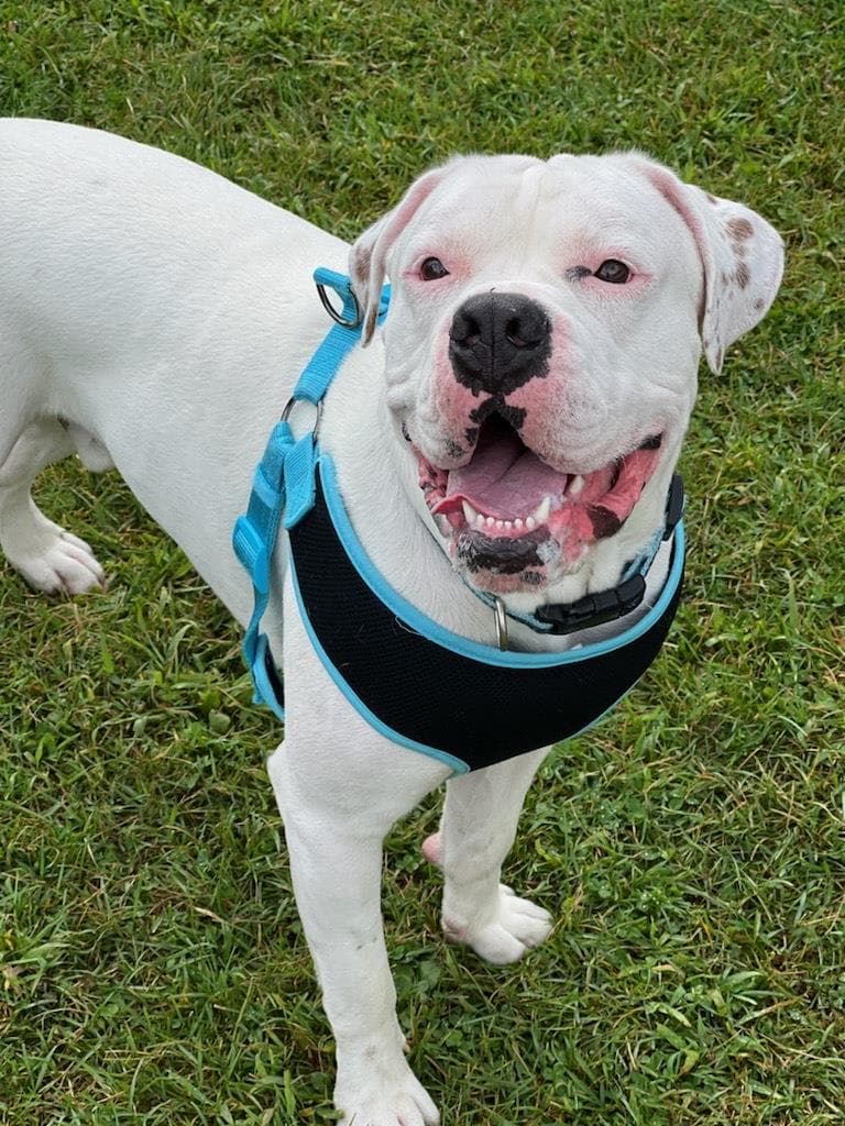 Chancellor - American Bulldog